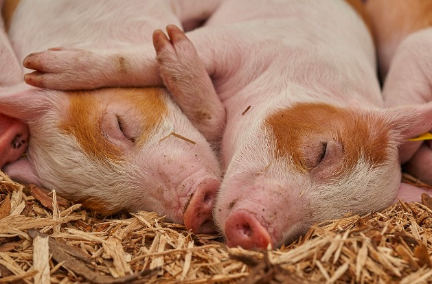 Naming a Pig Napoleon