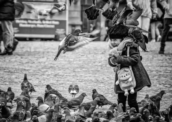 Feeding Pigeons in Venice