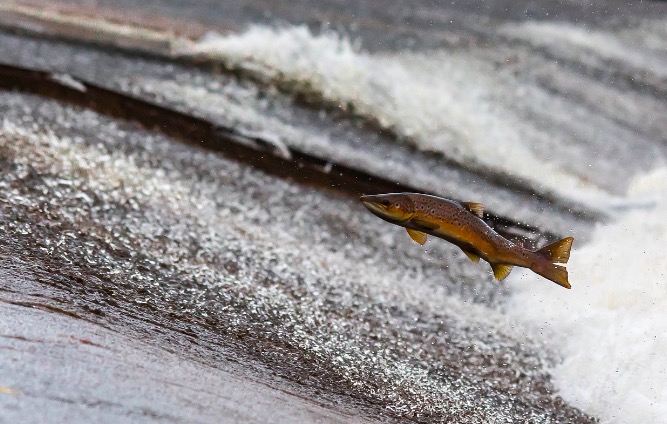 Handling Salmon in Suspicious Circumstances