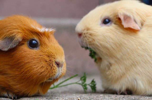 Not Socializing Your Guinea Pig