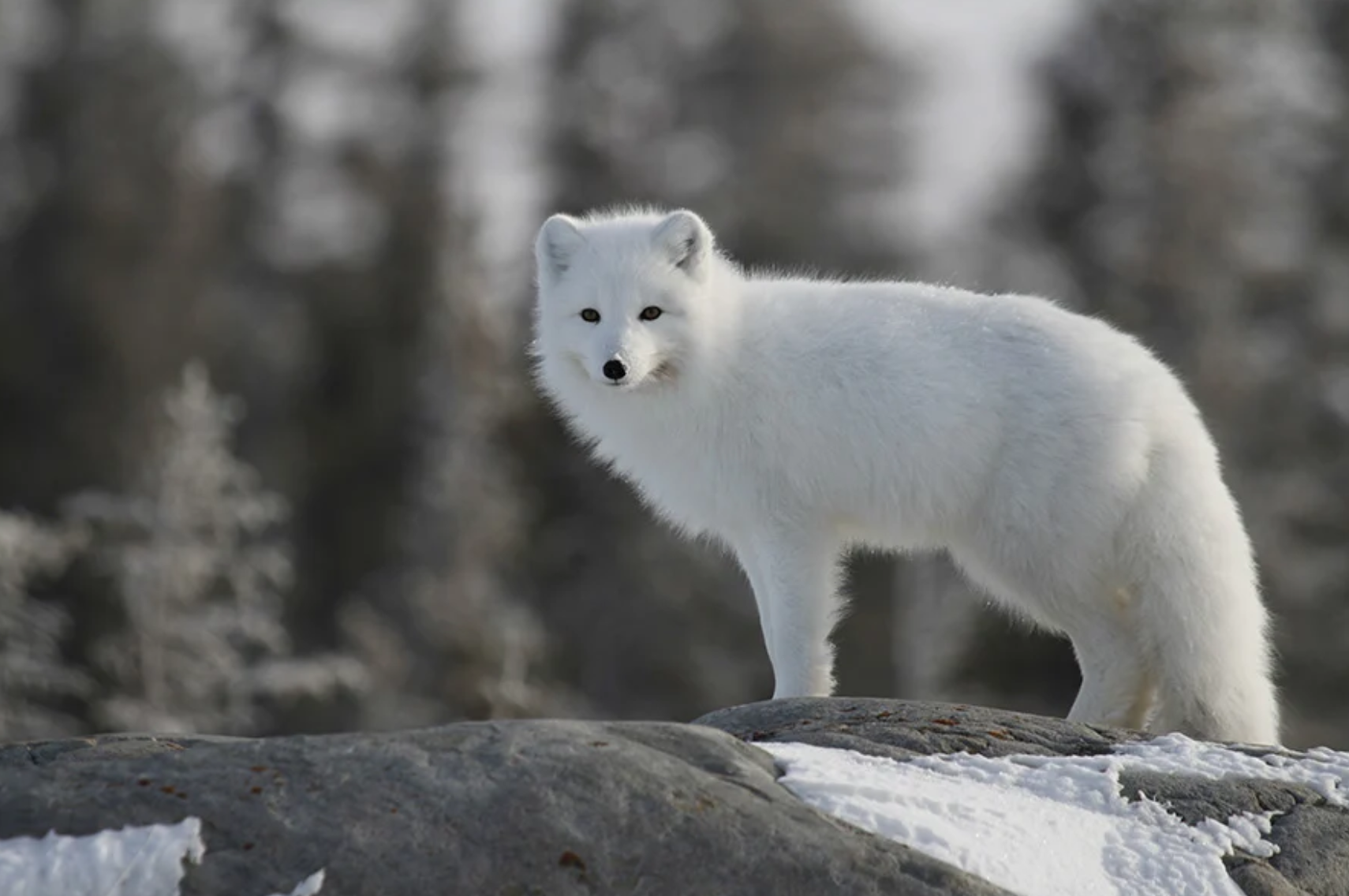 Arctic foxes