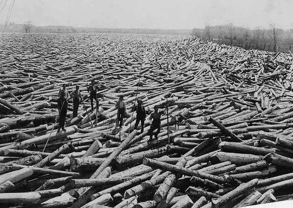 Loggers on a Sea of Timber 
