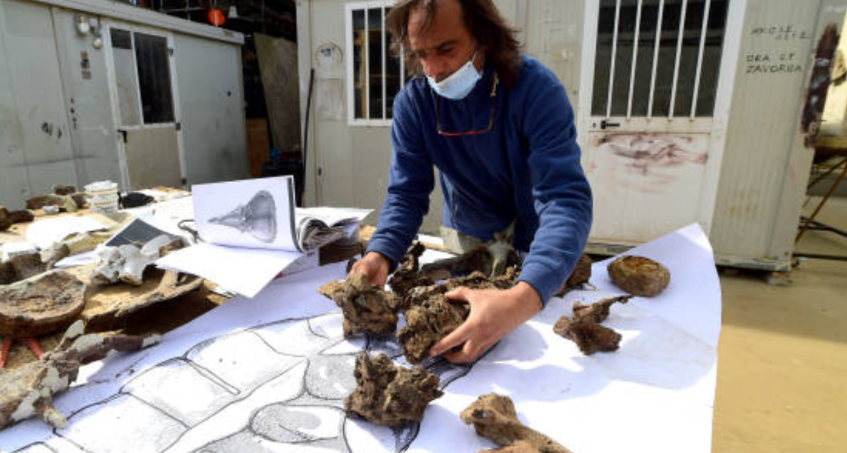 Additional vertebrae