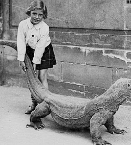 Young girl posing with a Komodo Dragon at the London Zoo in the 1930s