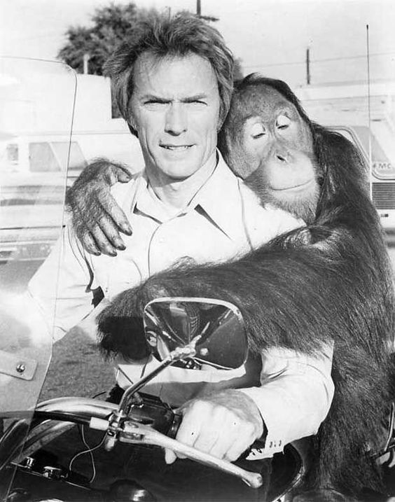 Clint Eastwood and Clyde the orangutan staying busy on the set of Every Which Way But Loose